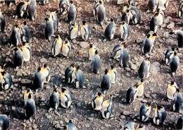 : Réf : T-12- 003 : Iles Australes Manchots Royaux - TAAF : Terres Australes Antarctiques Françaises