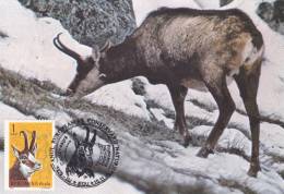 DEER,CHAMONIS,CM,CARTES MAXIMUM,MAXICARD,1995,ROMANIA - Wild