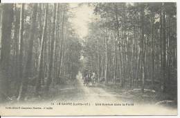 Le Gavre - 44 - Une Avenue Dans La Forêt - Animée Caléche - Années 1900 - Le Gavre