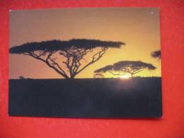 African Sunset - Tanzanía