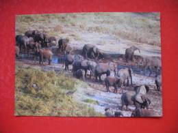 Herd Of African Elephant - Tanzanie