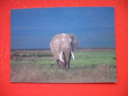 African Elephant - Tanzanie