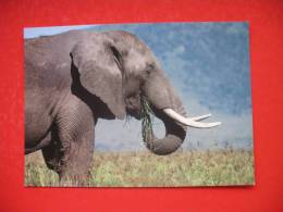 African Elephant Feeding - Tanzanía