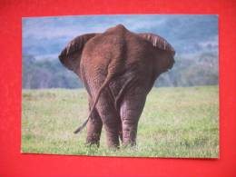 African Elephant - Tanzanie