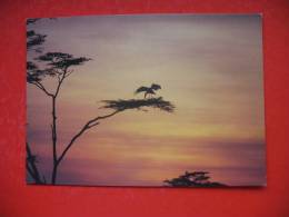 African Sunset - Tansania