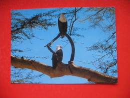 African Fish Eagles - Tansania