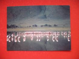 Flamingos In Ngorongoru Crater - Tanzanía