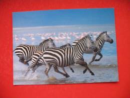 Racing Zebras - Tanzanie