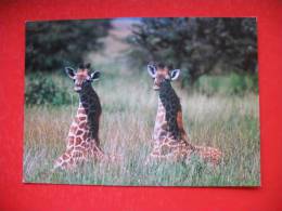 Pair Of Giraffes - Tanzanía