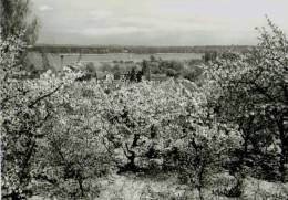 AK Werder/Havel, Ung, 1966 - Werder