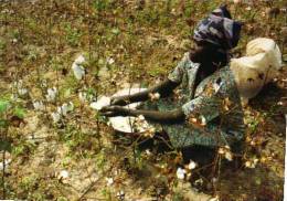 Tchad Cueillette Du Coton, Photo J C Gadmer / Ciric - Tschad