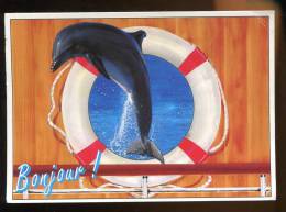 CPM  Faune Animaux Dauphin Dauphins - Delfines