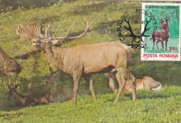 DEER,CARTES MAXIMUM,MAXICARD,CM,1987,ROMANIA - Animalez De Caza