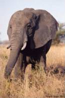 Postal Stationery Stamped C-d26-21- Elephant - Elefanten