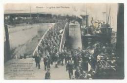 Belgique. Anvers. La Grève Des Dockers. Embarquement Des Rats Anglais Pour Leur Logement, Le S.S Cambroman. 1907 - Staking