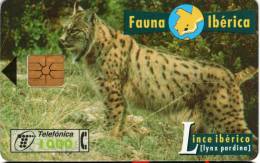 Telefonica 1000 : Fauna Ibérica : Lince Ibérico / Lynx Pardina - Jungle