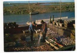 Bassin Ostréicole De Marennes  Habillage Des Huîtres - Marennes