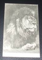 Animaux - Zoo - Parc - Fauves ::::: Lion - Portrait - Leones