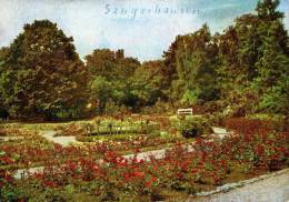 AK Sangerhausen, Rosarium, Ung, 1964 - Sangerhausen