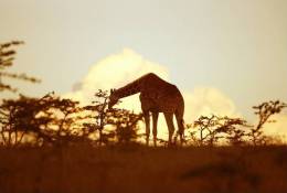 [NZ04-002  ]  Camelopardalis Giraffe  Girafe , Postal Stationery -Articles Postaux -- Postsache F - Jirafas