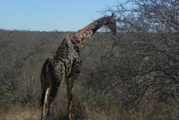 [NZ04-005  ]  Camelopardalis Giraffe  Girafe , Postal Stationery -Articles Postaux -- Postsache F - Jirafas