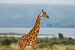 [NZ04-008  ]  Camelopardalis Giraffe  Girafe , Postal Stationery -Articles Postaux -- Postsache F - Girafes