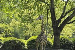 [NZ04-014  ]  Camelopardalis Giraffe  Girafe , Postal Stationery -Articles Postaux -- Postsache F - Girafes