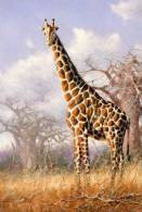 [NZ04-048   ]  Camelopardalis Giraffe  Girafe , Postal Stationery -Articles Postaux -- Postsache F - Girafes