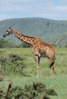 [NZ04-053   ]  Camelopardalis Giraffe  Girafe , Postal Stationery -Articles Postaux -- Postsache F - Jirafas