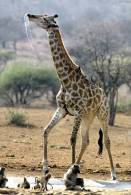 [NZ04-055   ]  Camelopardalis Giraffe  Girafe , Postal Stationery -Articles Postaux -- Postsache F - Jirafas