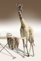 [NZ04-056   ]  Camelopardalis Giraffe  Girafe , Postal Stationery -Articles Postaux -- Postsache F - Giraffe