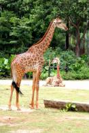 [NZ04-057   ]  Camelopardalis Giraffe  Girafe , Postal Stationery -Articles Postaux -- Postsache F - Giraffen