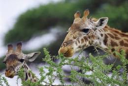 [NZ04-009  ]  Camelopardalis Giraffe  Girafe , Postal Stationery -Articles Postaux -- Postsache F - Giraffes