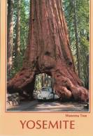 Br25115 Wawona Tree Car Voiture Yosemite 2 Scans - Yosemite