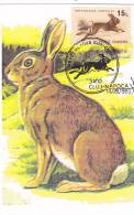 LAPINS,RABBIT, CM, MAXIMUM CARD , MAXI CARD 1993, ROMANIA - Hasen