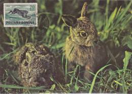 LAPINS RABBIT, CM, MAXIMUM CARD , MAXI CARD 1970!  ROMANIA - Rabbits