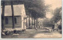 WAASMUNSTER-CHAPELLE LA BRUYERE-HEIDEKAPEL-PRACHTIGE ANIMATIE-SCHAPEN-SCHAAPSHERDER-VERZONDEN-ZEGEL WEG-ZIE 2 SCANS - Waasmunster