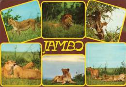 Afrique  KENYA  Lions " JAMBO " Wildlife East Africa Multi Vues  (philatélie Timbre Stamp Kenya Oblitéré )* PRIX FIXE. - Kenya