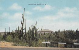 LANDSCAPE / ARUBA N.W.I. - Saint-Eustache