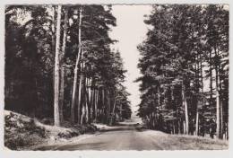 (RECTO/VERSO) LE CHAMBON SUR LIGNON EN 1964 - ROUTE EN FORET - Le Chambon-sur-Lignon