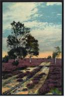 Lüneburger Heide  - Heideweg Bei Soltau -  Ansichtskarte Ca.1910    (1446) - Soltau