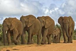 SA31-033  @    Elephant  , Postal Stationery -Articles Postaux -- Postsache F - Elefanten