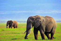 SA31-035  @    Elephant  , Postal Stationery -Articles Postaux -- Postsache F - Elefanten