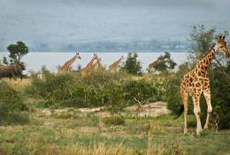 SA31-043  @    Giraffe  , Postal Stationery -Articles Postaux -- Postsache F - Giraffes