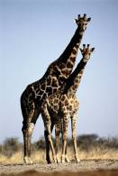 SA31-094  @    Giraffe  , Postal Stationery -Articles Postaux -- Postsache F - Girafes