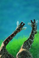 SA31-095  @    Giraffe  , Postal Stationery -Articles Postaux -- Postsache F - Girafes