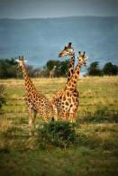 SA31-096  @    Giraffe  , Postal Stationery -Articles Postaux -- Postsache F - Girafes