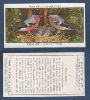 CHROMO PLAYER'S CIGARETTES - BIRDS AND THEIR YOUNG - BULLFINCH MALE & FEMALE - BOUVREUIL - Player's