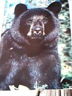 ORSO  NERO BLACK BEAR  MINNESOTA  V1987 EB9298 - Beren