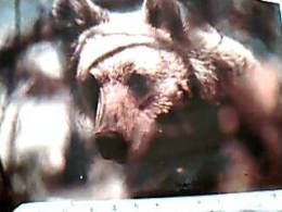 ORSO  BRUNO MARSICANO ABRUZZO V1995 EB9299 - Bears